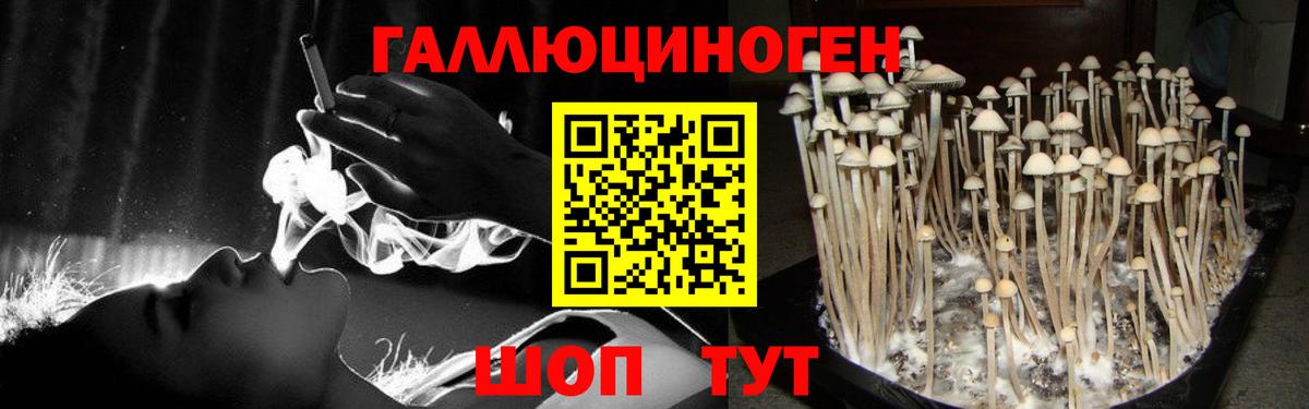 Галлюциногенные грибы Psilocybine cubensis Канск